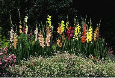 8月7日开始《堡垒之夜》将连办5场A妹演唱会